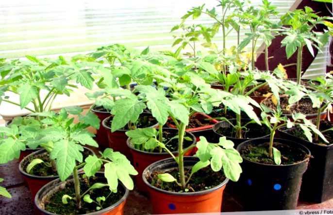 Growing tomatoes in the apartment: how to succeed in cultivation on the windowsill!
