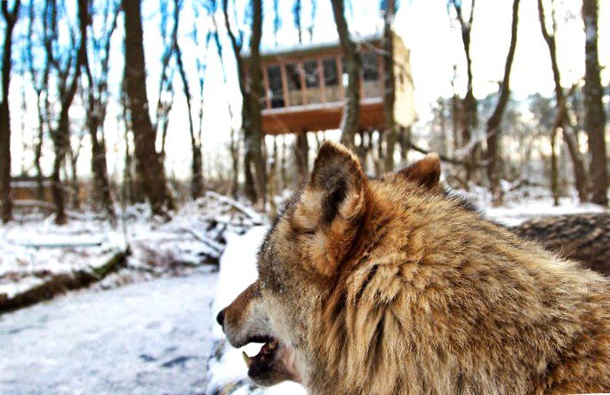 Vacation in Lower Saxony : Where wolves howl and waves crash